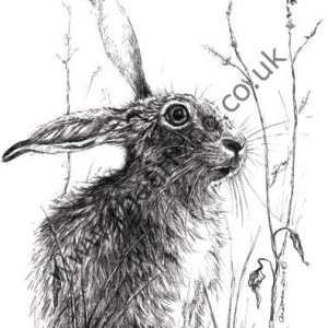 South Downs Hare