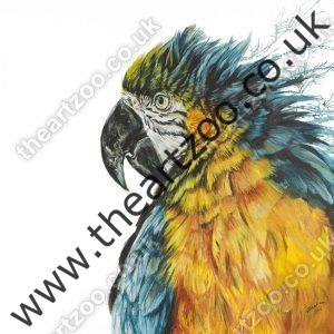 Pete the Parrot