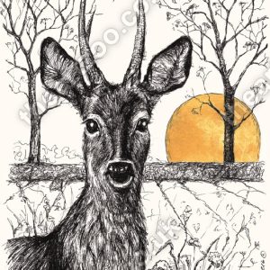 Rising Sun - Roe Deer