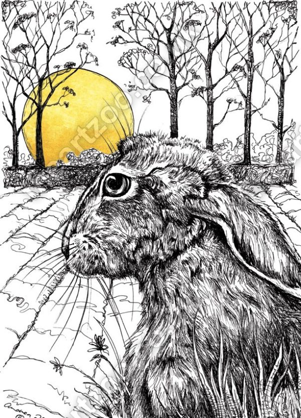 Rising Sun - Hare1