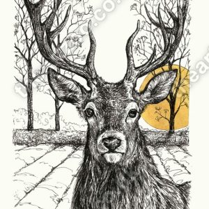 Rising Sun - Stag