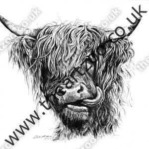 Highland Cow - Hector