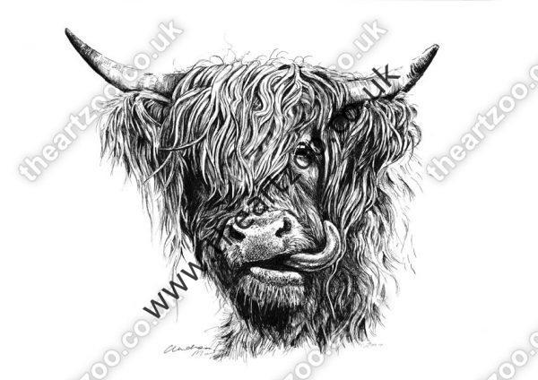 Highland Cow - Hector