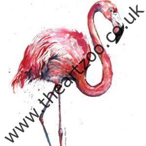 Flamingo - Flo