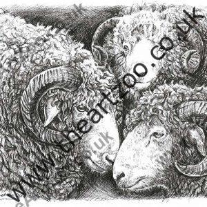 'Three Sheep'