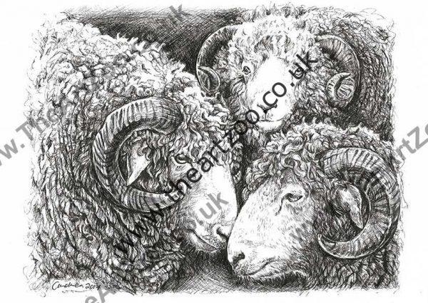 'Three Sheep'