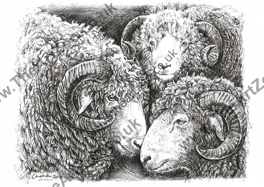 'Three Sheep'