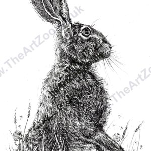 Roo