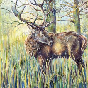 Young Buck